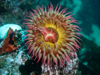 fish eating anemone
