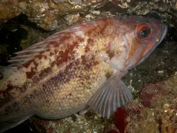 Gravid Brown Rockfish