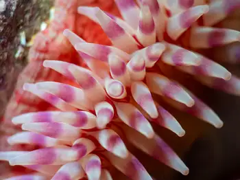 Swimming Anemone