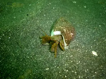 Grainyhand Hermit Crab