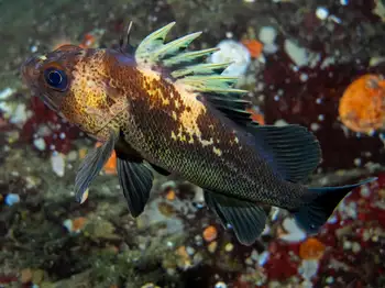 Quillback Rockfish