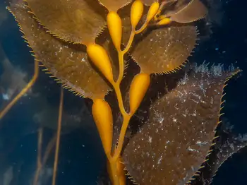 Giant Kelp