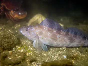 Juvenile Kelp Greenling