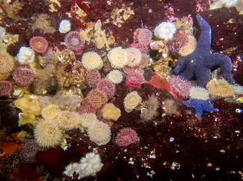 Painted Anemones