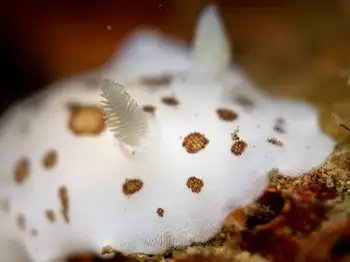 Leopard Nudibranch