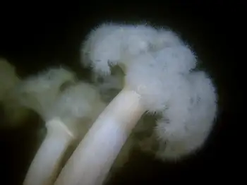 Metridium Anemones
