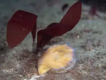 Smooth Pink Scallop