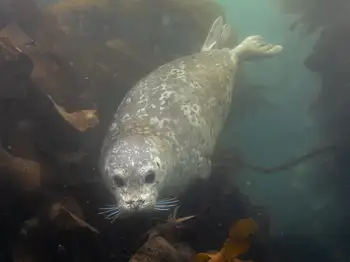 Harbor Seal