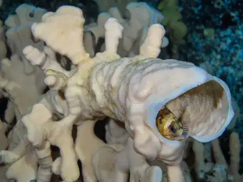 Cloud Sponge and Rockfish