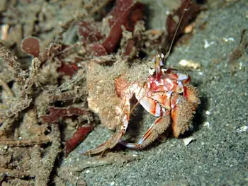 Blackeyed Hermit Crab