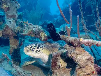 sea turtle