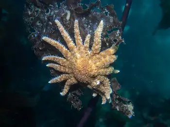 Sunflower Star