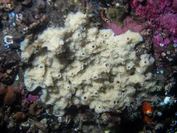 hard gnarled clump sponge