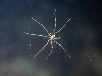 Giant Sea Spider