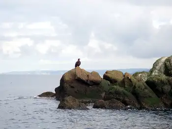 Dive Site and Bald Eagle