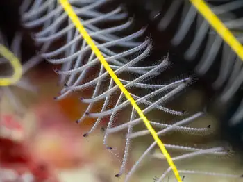 Brittle Star