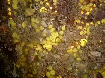 Yellow Boring Sponge