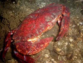 Dungeness Crab