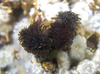 Vancouver Feather Duster Worms