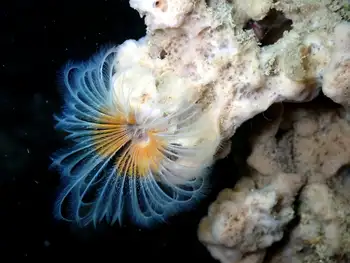 split branch feather duster worm