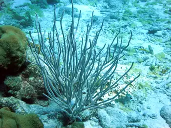 gorgonian fan coral