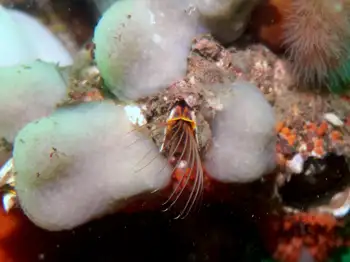 Giant Acorn Barnacle