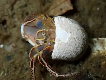 Widehand Hermit Crab
