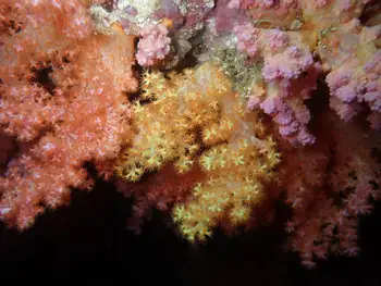 Orange Mouthed Soft Coral