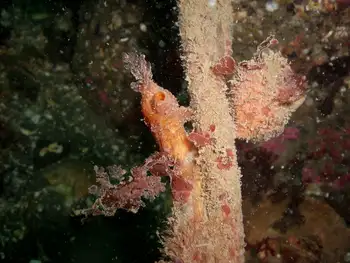 Sea Peach Tunicate