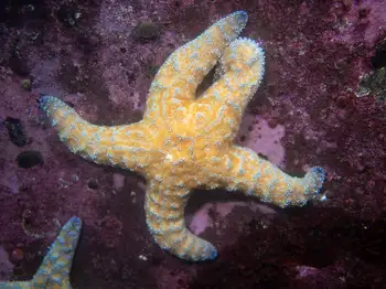 Ochre Star