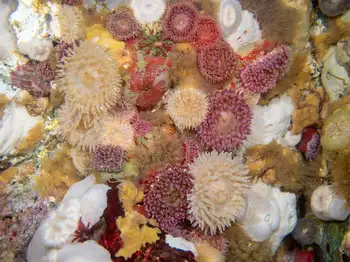 Anemones