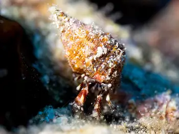 hermit crab