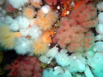Metridium Anemones and Red Soft Coral