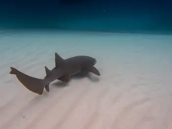 Nurse Shark