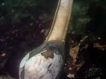 Horse Clam