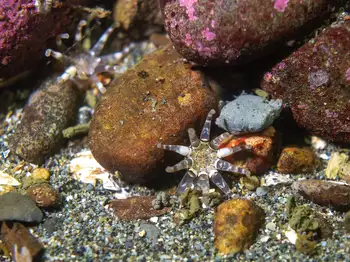 Ten Tentacled Burrowing Anemone