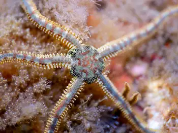 Daisy Brittle Star