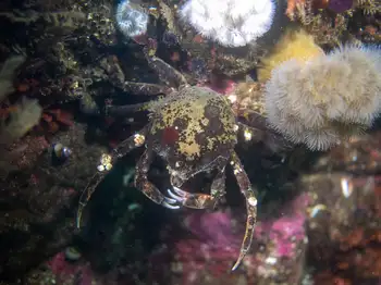Northern Kelp Crab