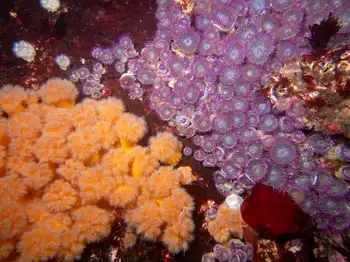 Pink Tipped Anemones and Short Plumose Anemones