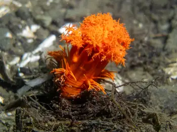 Red Sea Cucumber