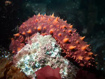 california sea cucumber