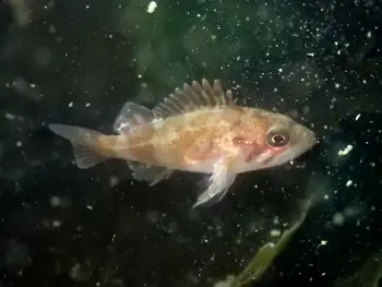 Young of Year Rockfish