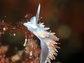 pearly nudibranch