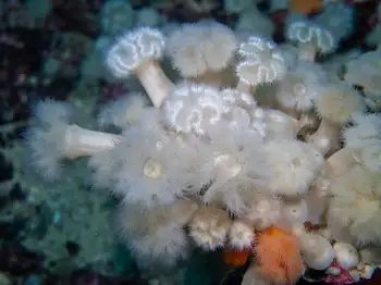 Metridium Anemones