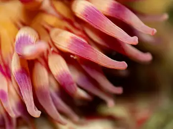 painted anemone