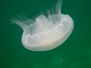 Moon Jelly