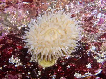 Swimming Anemone