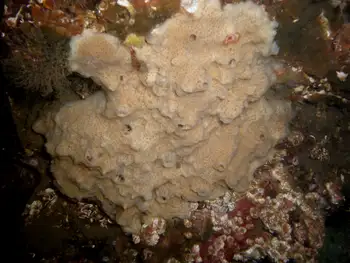 Hard Gnarled Clump Sponge