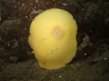 Noble Sea Lemon