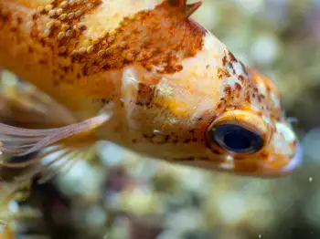 Rockfish